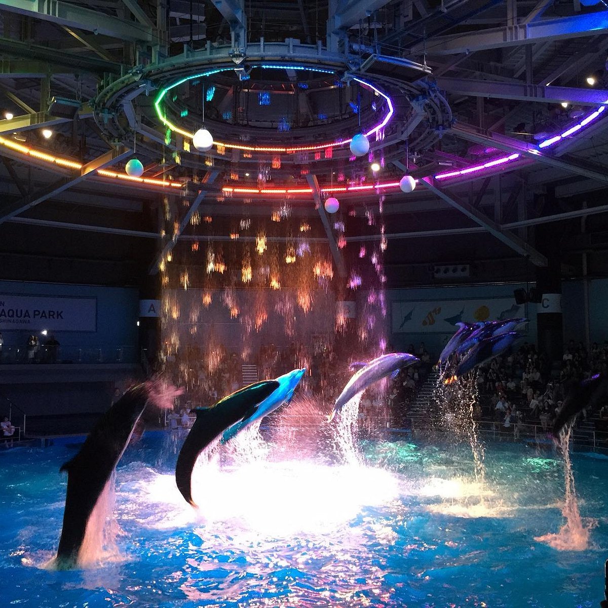 🐬 맥셀 아쿠아파크 시나가와 이미지 3